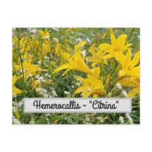 Hemerocallis - "Citrina" Postcard