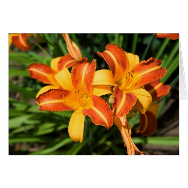 Hemerocallis fulva cards (Front Horizontal)