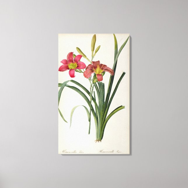 Hemerocallis fulva, from `Les Liliacees', 1805 Canvas Print (Front)