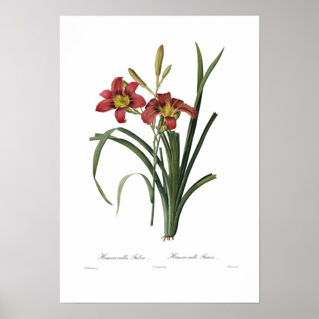Hemerocallis fulva poster (Front)