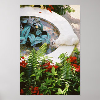 Hemingway cat 1 Fountain Drinking - Poster & Print