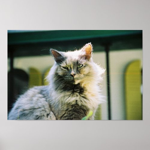 Hemingway cat 2 _ Poster  Print