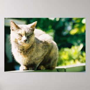 Hemingway Cat 3 - Poster & Print