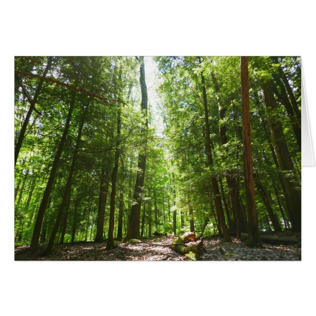Hemlock Trail at Laurel Hill State Park I (Front Horizontal)