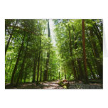 Hemlock Trail at Laurel Hill State Park I Cards