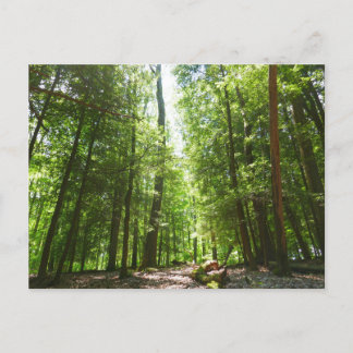 Hemlock Trail at Laurel Hill State Park I Postcard
