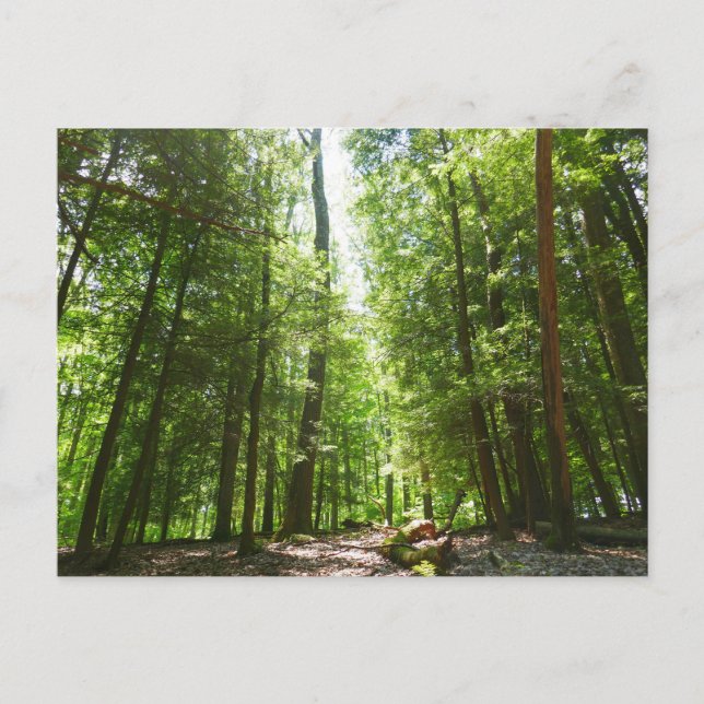 Hemlock Trail at Laurel Hill State Park I Postcard (Front)