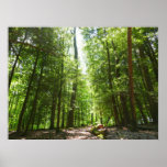 Hemlock Trail at Laurel Hill State Park I Poster