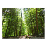 Hemlock Trail at Laurel Hill State Park I Poster