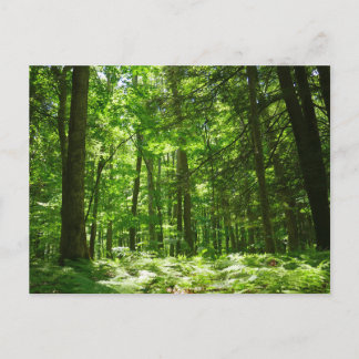 Hemlock Trail at Laurel Hill State Park II Postcard