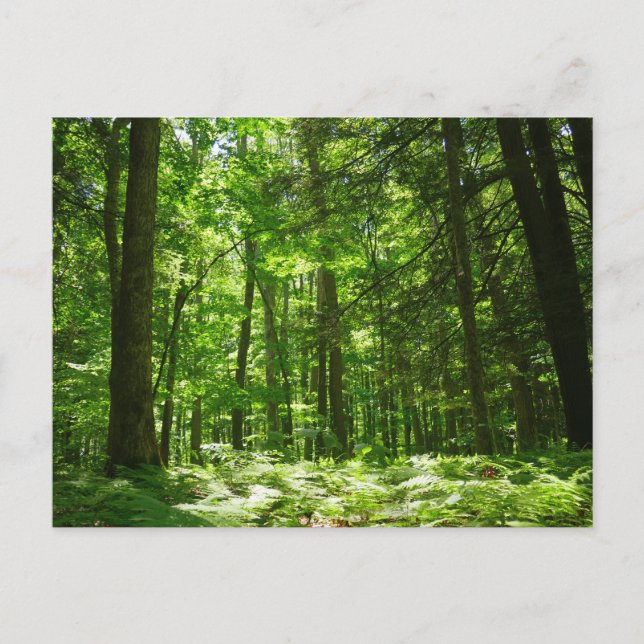 Hemlock Trail at Laurel Hill State Park II Postcard (Front)