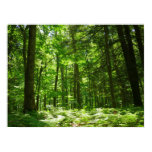 Hemlock Trail at Laurel Hill State Park II Poster