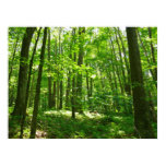 Hemlock Trail at Laurel Hill State Park III Poster