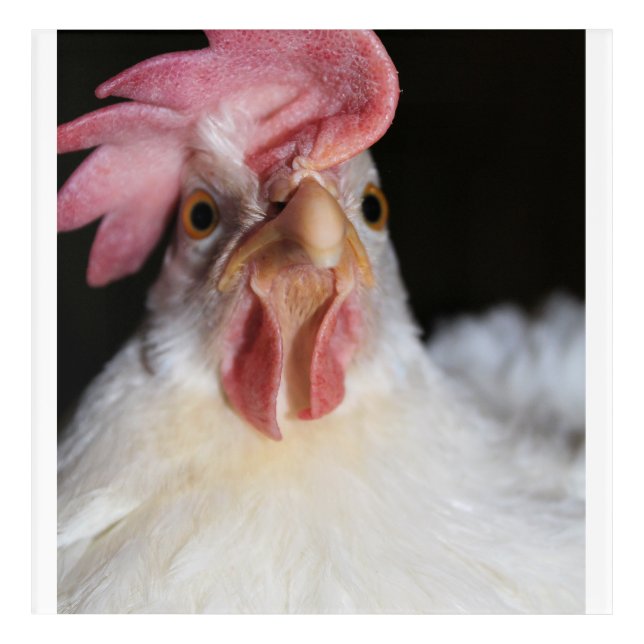 Hen Acrylic Print (Front)