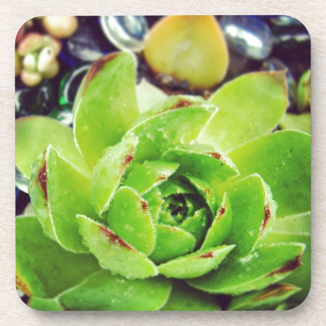 Hen and Chicks Beverage Coaster (Front)