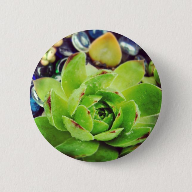 Hen and Chicks Button (Front)