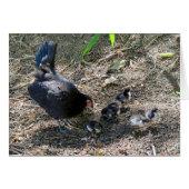 Hen and Chicks Cards (Front Horizontal)