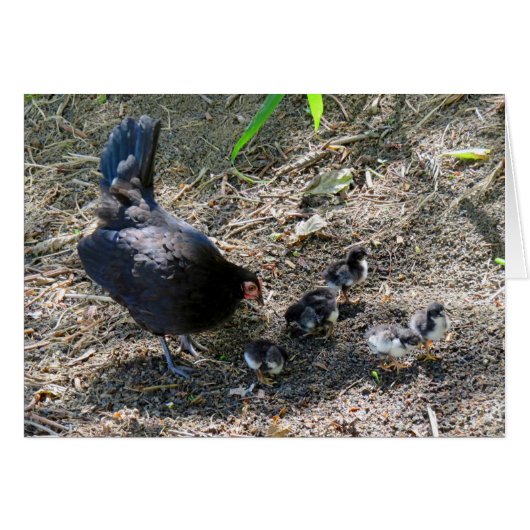 Hen and Chicks Cards (Front Horizontal)