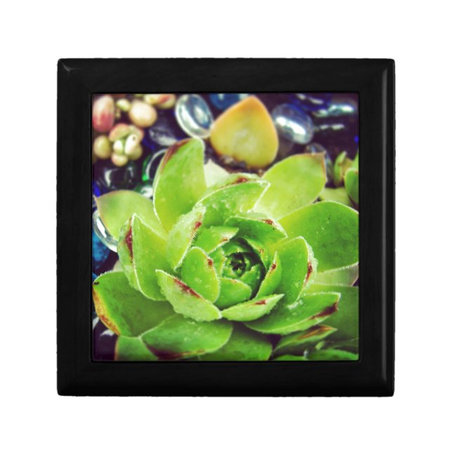 Hen and Chicks Gift Box (Front)