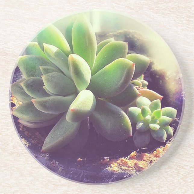 Hen and Chicks Plant Drink Coaster (Front)