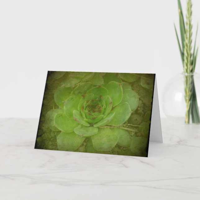Hen and Chicks Plant With Texture Card (Front)