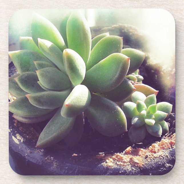 Hen and Chicks Plants Beverage Coaster (Front)