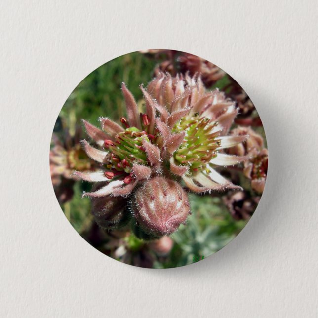 Hen and chicks (Sempervivum) flowers Button (Front)