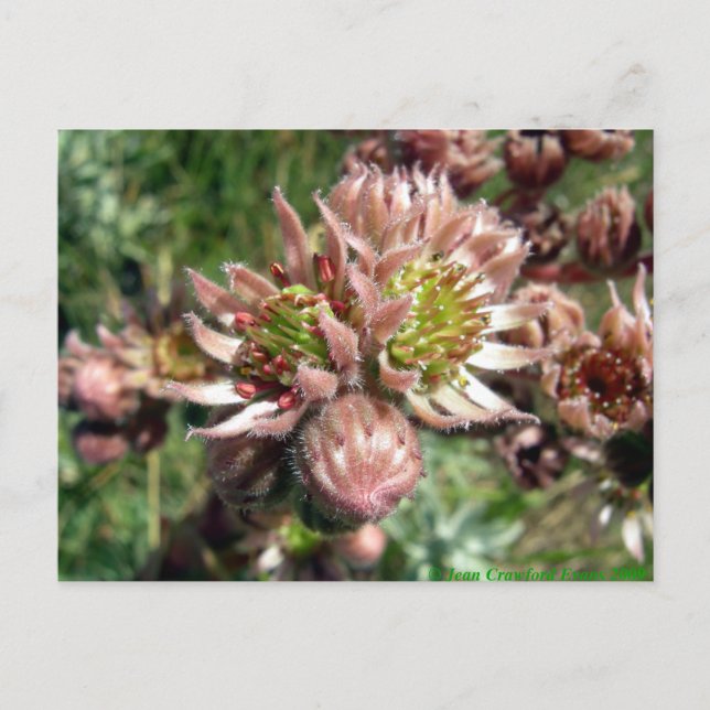 Hen and chicks (Sempervivum) flowers Postcard (Front)