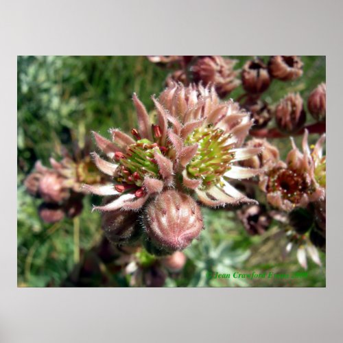 Hen and chicks Sempervivum flowers Poster