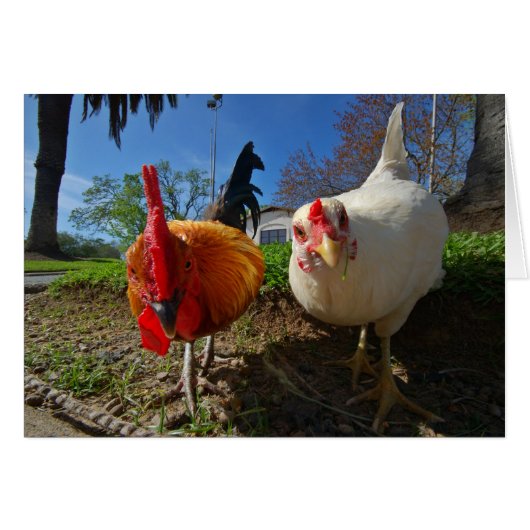 hen and rooster cards (Front Horizontal)