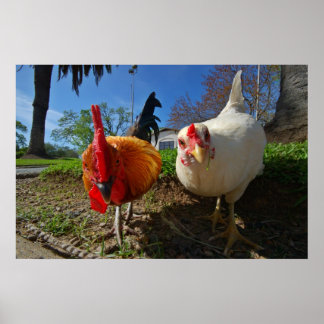 hen and rooster poster