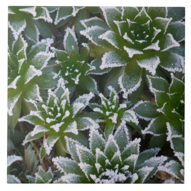 Hen & Chicks succulent with frost in the early Tile (Front)