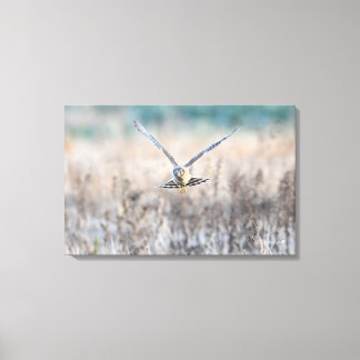HEN harrier Canvas Print