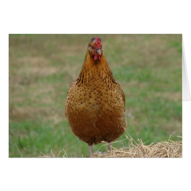 Hen On a Hay Bale Cards (Front Horizontal)