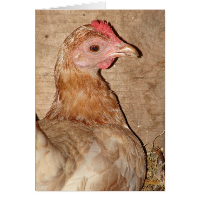 Hen on Nest Cards (Front)
