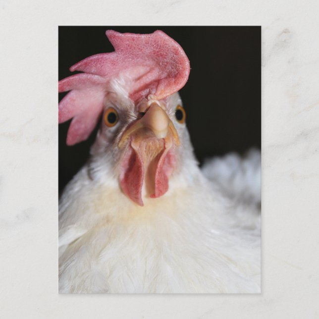 Hen Postcard (Front)