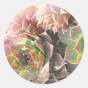 Hen snd Chick Plants, Succulents, Plant Photograph Classic Round Sticker