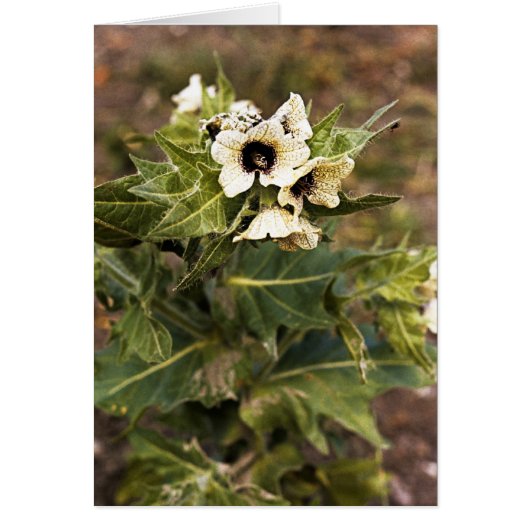 Henbane plant cards (Front)