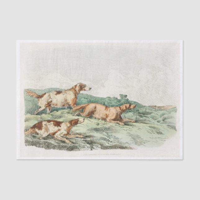 Henry Alken | Hounds Tissue Paper (Front)