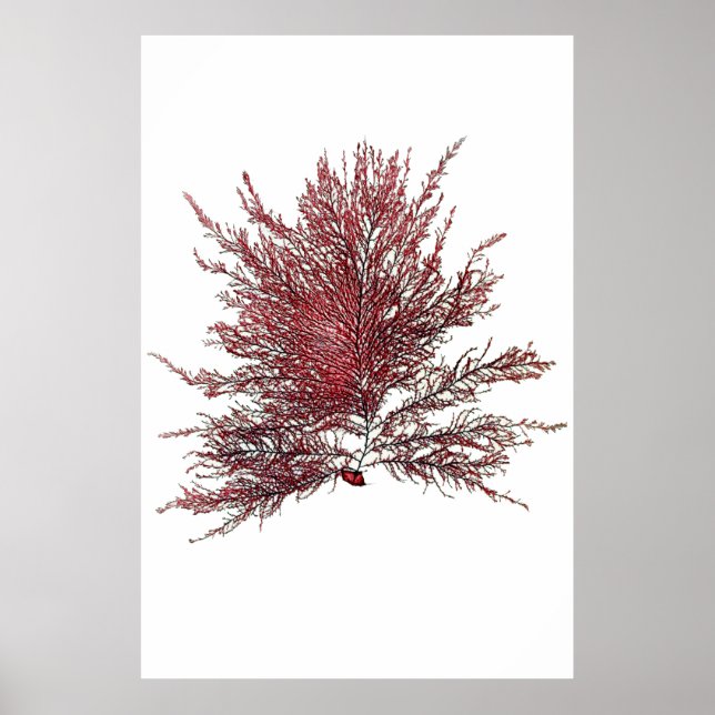 Henry Bradbury"s Pressed Seaweed Eighth Of Ten Poster (Front)