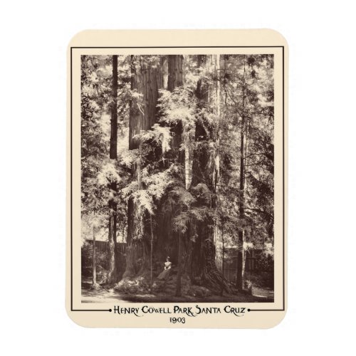 Henry Cowell Park Santa Cruz California 1903   Magnet