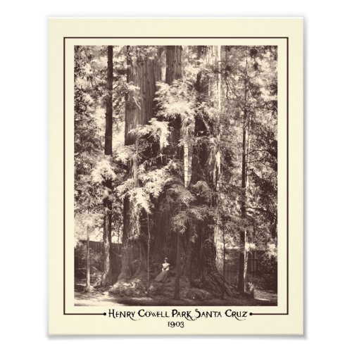 Henry Cowell Park Santa Cruz California 1903  Photo Print