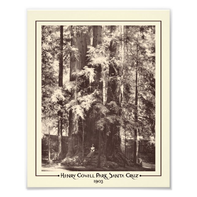 Henry Cowell Park, Santa Cruz, California 1903  Photo Print (Front)