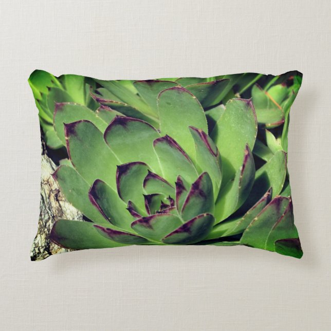 Hens And Chicks Garden Succulents Close Up  Accent Pillow (Front)