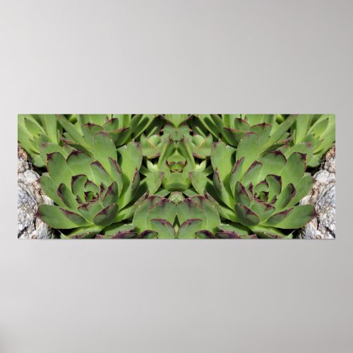 Hens And Chicks Garden Succulents Mirror Abstract Poster