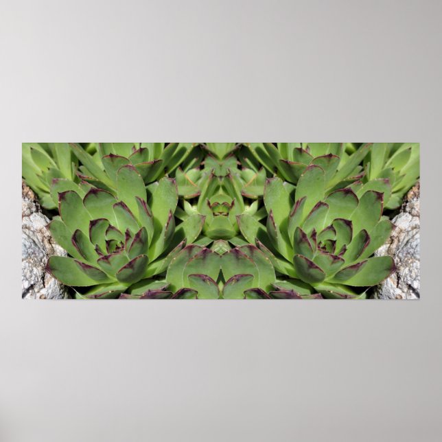 Hens And Chicks Garden Succulents Mirror Abstract Poster (Front)