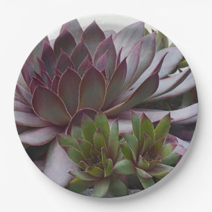 Hens and Chicks Paper Plates