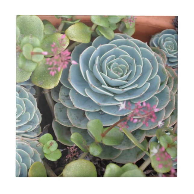 Hens and Chicks Plant Ceramic Tile (Front)