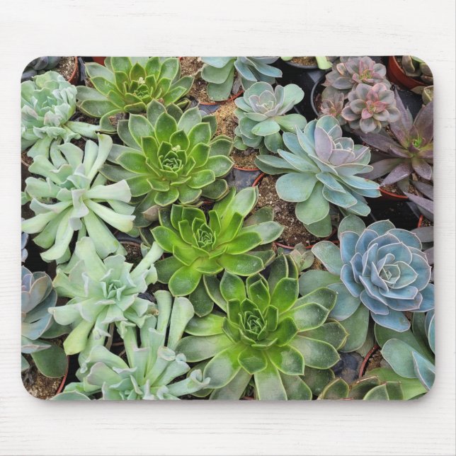 Hens and chicks plants mouse pad (Front)