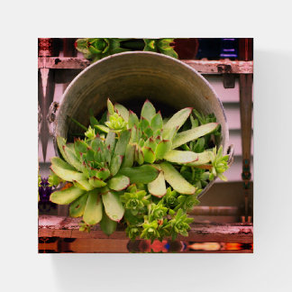 Hens And Chicks Succulents In A Bucket Paperweight